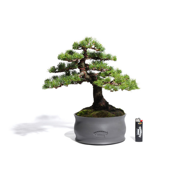 五葉松　-Japanese white pine-　（推定樹齢40年）-M0017- 詳細画像